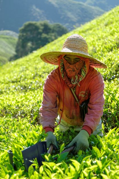Harvesting tea leaves at one of BOH_s Tea Gardens (2)